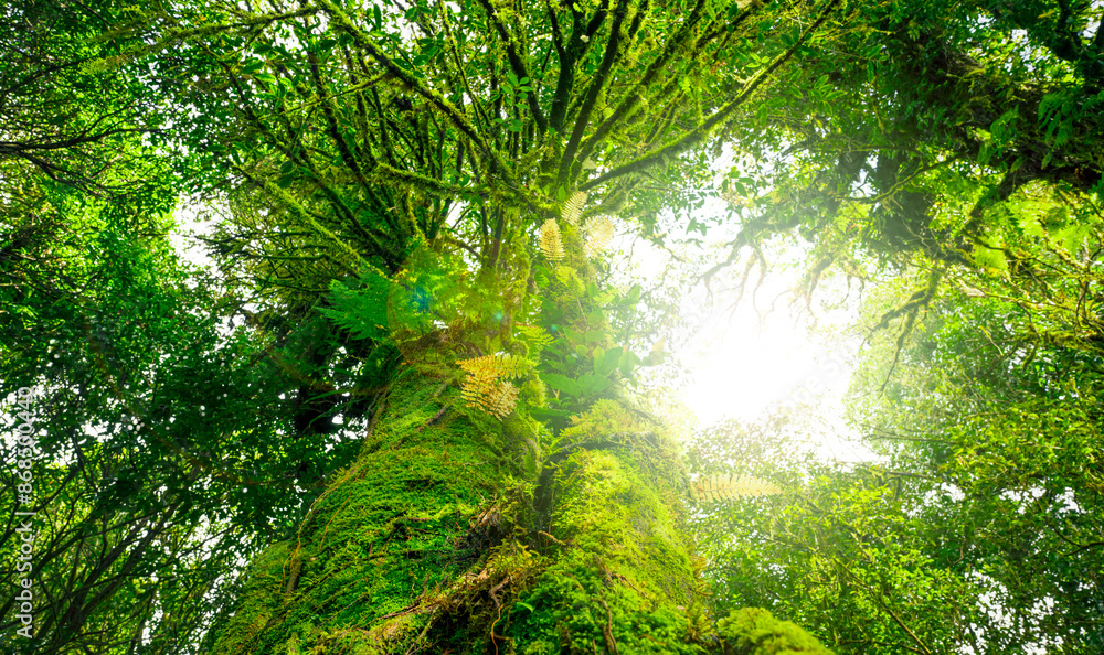 Wall mural looking up view of tree trunk to green leaves of tree in forest with sun light. fresh environment in