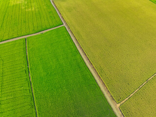 Aerial view of green and yellow rice fields. Sustainable agriculture with carbon neutrality and...