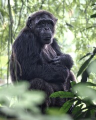 Potrait simpanse on a garden