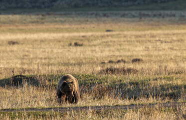 Grizzly Bear in Yellowstone National Park in Springtime