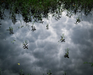 Cloud Reflections on Water Surface with Aquatic Plants