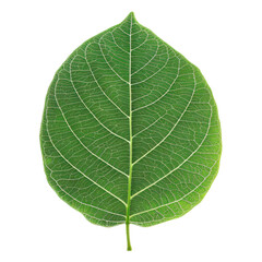 Obraz premium Vibrant green leaf isolated on a white background, showcasing intricate vein patterns. Perfect for botanical, nature, and eco-friendly concepts.