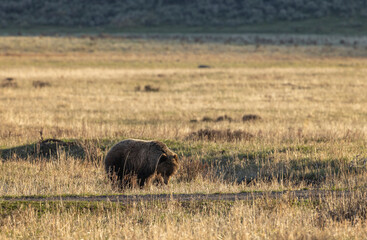 Grizzly Bear in Yellowstone National Park in Springtime