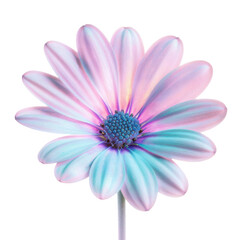Obraz premium Vibrant pastel-colored daisy flower isolated on white background, showcasing soft hues of pink, blue, and purple, perfect for creative projects.