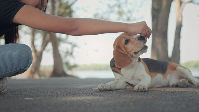 Beagle dog pet learning to roll over and getting treats at public park. Dog owner training tricks dog, Teaching discipline and obedient behavior through play.