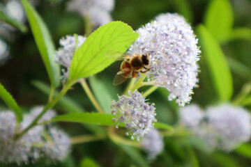 Light purple flowers with a bee.