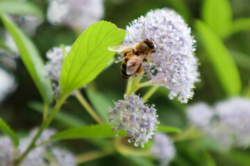 Light purple flowers with a bee.