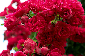 Bush of pink roses. Beautiful photo of flowers.