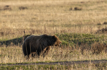 Grizzly Bear in Yellowstone National Park in Springtime