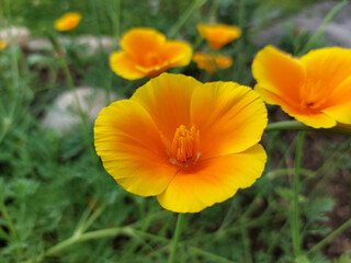 Fototapeta premium yellow and orange poppy closeup. Bright petals of California poppies