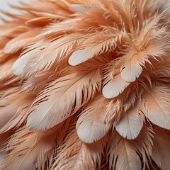 Obraz premium feather