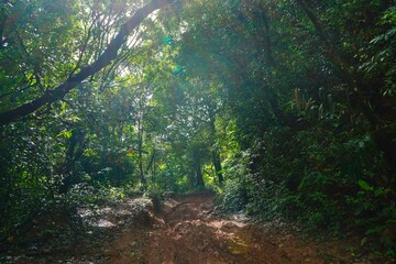 Sunlight filters through the leaves of a lush green forest, casting dappled light on the path below