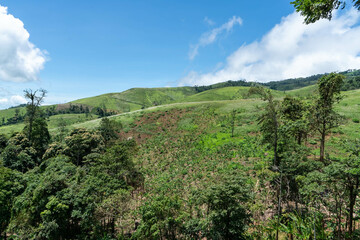 Lush green vineyard rows stretch across rolling hills under a bright summer sky with fluffy clouds