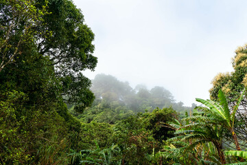 Lush green trees reach for a blue sky in a vibrant tropical forest landscape