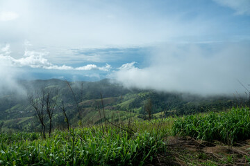 Lush green forest and mountains shrouded in mist create a mystical summer landscape