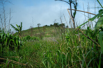 Fototapeta premium Sure, here is a sentence describing an image with some of the words you provided: A scenic view of a green meadow with fluffy clouds in a blue summer sky