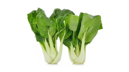 Bok choy on white background
