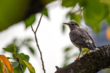 White-cheeked Starling (Spodiopsar cineraceus) - Commonly Found in East Asia