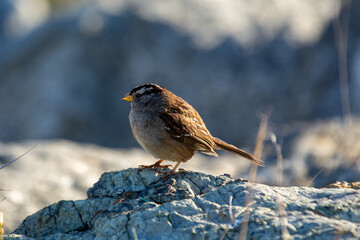White-crowned Sparrow (Zonotrichia leucophrys) - Commonly Found in North America