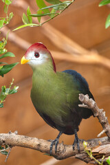 Red-crested Turaco (Tauraco erythrolophus) - Commonly Found in Central Africa
