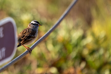 White-crowned Sparrow (Zonotrichia leucophrys) - Commonly Found in North America