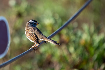 White-crowned Sparrow (Zonotrichia leucophrys) - Commonly Found in North America