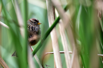 White-crowned Sparrow (Zonotrichia leucophrys) - Commonly Found in North America