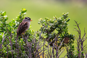 White-crowned Sparrow (Zonotrichia leucophrys) - Commonly Found in North America
