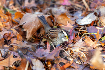 White-crowned Sparrow (Zonotrichia leucophrys) - Commonly Found in North America