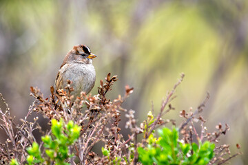 White-crowned Sparrow (Zonotrichia leucophrys) - Commonly Found in North America