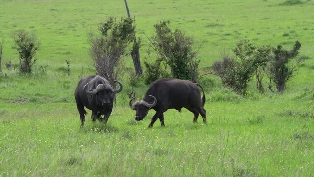 two buffaloes measuring each other's strength