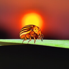 State potato beetle on leaf in sunset.