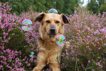 cute german shepherd mix lying in a heath field with flying soap bubbles