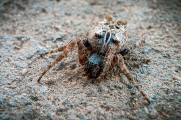 Cyrtophora citricola spider