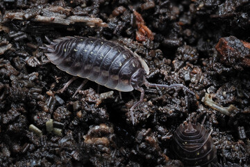 eine Kellerassel krabbelt auf dem Erdboden, Porcellio scaber