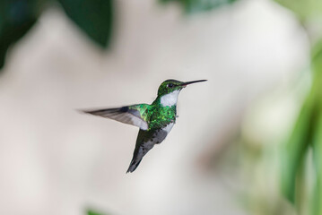 Colibrí garganta blanca volando