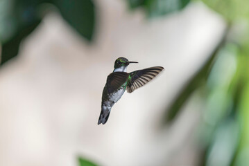 Colibrí garganta blanca volando © Maelia Rouch