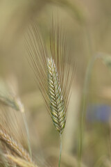 Grain Field Approximately Macro