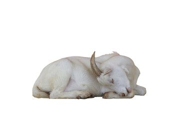 Goat isolated on transparent background png file