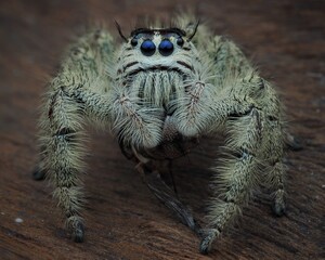 Close up jumping spider hylus diardi