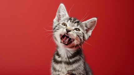 Fototapeta premium Portrait photography of a cute little American Shorthair cat happy smiling , studio shot isolated on single color background ,editorial style, shoot by DSLR .