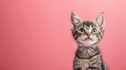 Obraz premium Portrait photography of a cute little American Shorthair cat happy smiling , studio shot isolated on single color background ,editorial style, shoot by DSLR .