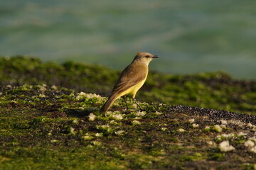 Tropical Kingbird Beautiful Yellow Bird