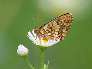 The heath fritillary butterfly on a flower in summer, Mellicta athalia