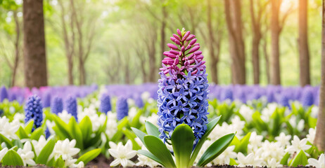 Springtime Hyacinth Haven with Soft-focus Background Setting
