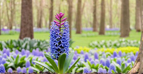 Radiant Hyacinth Bouquet Illuminated by Soft Sunlight
