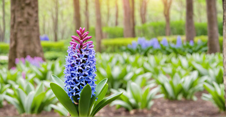 Serene Hyacinth Blossoms Swaying in Morning Garden Light
