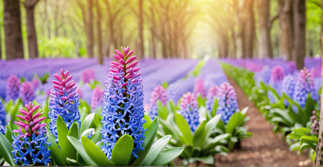 Tranquil Garden Setting: Hyacinth Flowers Blooming Amidst Soft Blur
