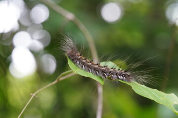 Caterpillars found in the forest.