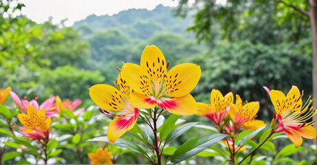Peaceful Morning with Alstroemeria Blooms in Soft-focus Scenery
